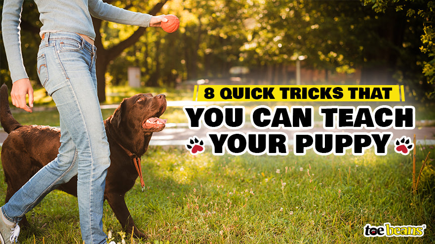 8 Quick Tricks That You Can Teach Your Puppy