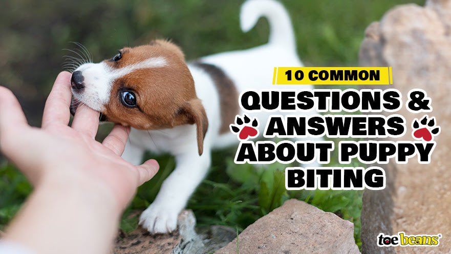 10 Common Questions and Answers About Puppy Biting