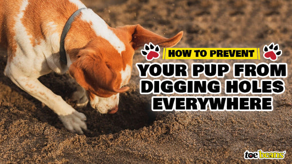 Pup Dig How to Prevent Your Pup from Digging Holes Everywhere - toe beans