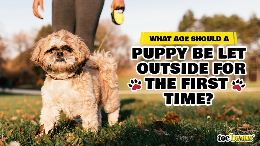 What Age Should a Puppy Be Let Outside for The First Time?