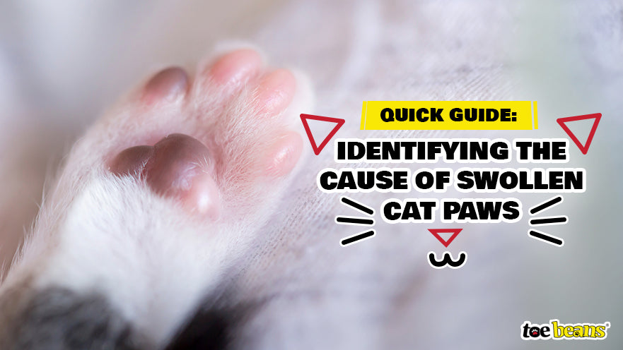 Quick Guide: Identifying the Cause of Swollen Cat Paws