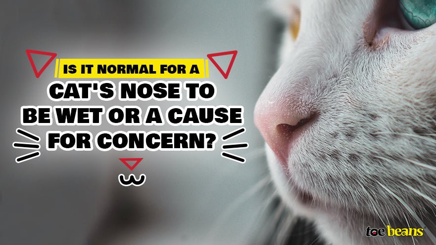 Is It Normal For a Cat's Nose to Be Wet or a Cause For Concern?