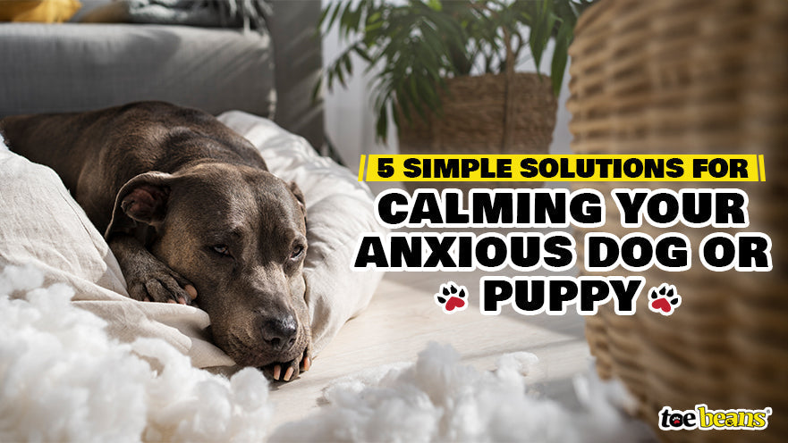 5 Simple Solutions for Calming Your Anxious Dog or Puppy