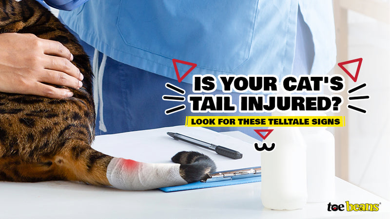 Is Your Cat's Tail Injured? Look for These Telltale Signs - toe beans