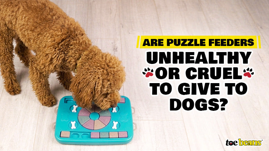 Are Puzzle Feeders Unhealthy or Cruel to Give to Dogs?