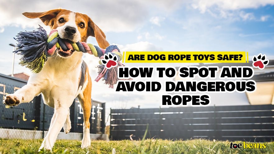 Are Dog Rope Toys Safe? How to Spot and Avoid Dangerous Ropes by toe beans