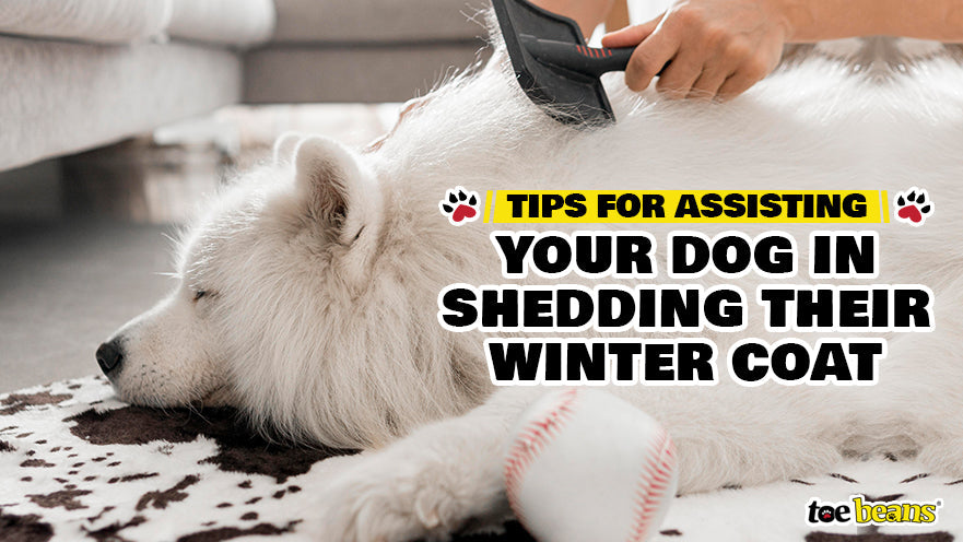 Tips for Assisting Your Dog in Shedding Their Winter Coat by toe beans