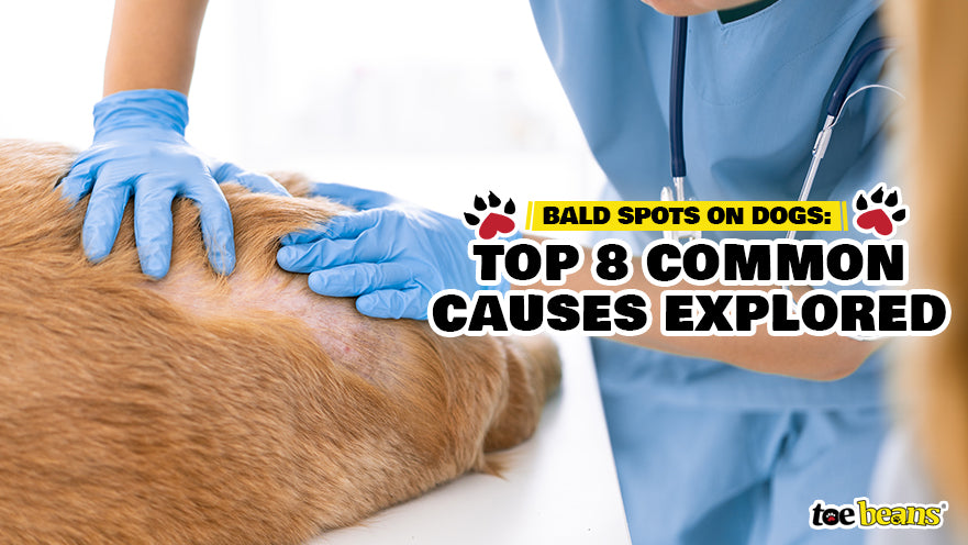 Bald Spots on Dogs: Top 8 Common Causes Explored