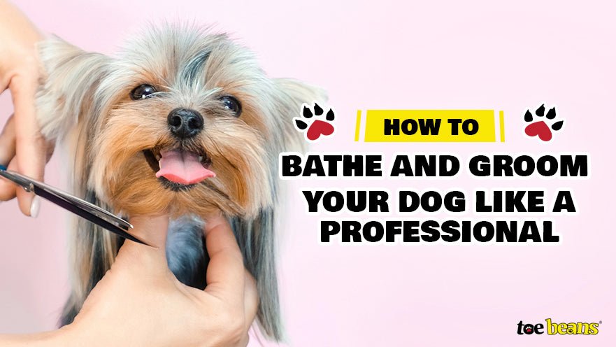 How to Bathe and Groom Your Dog Like a Professional
