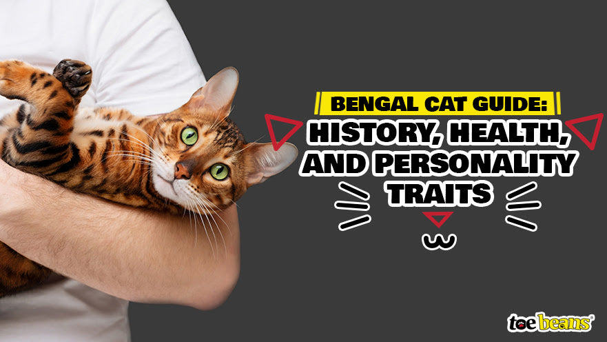 Bengal Cat Guide: History, Health, and Personality Traits