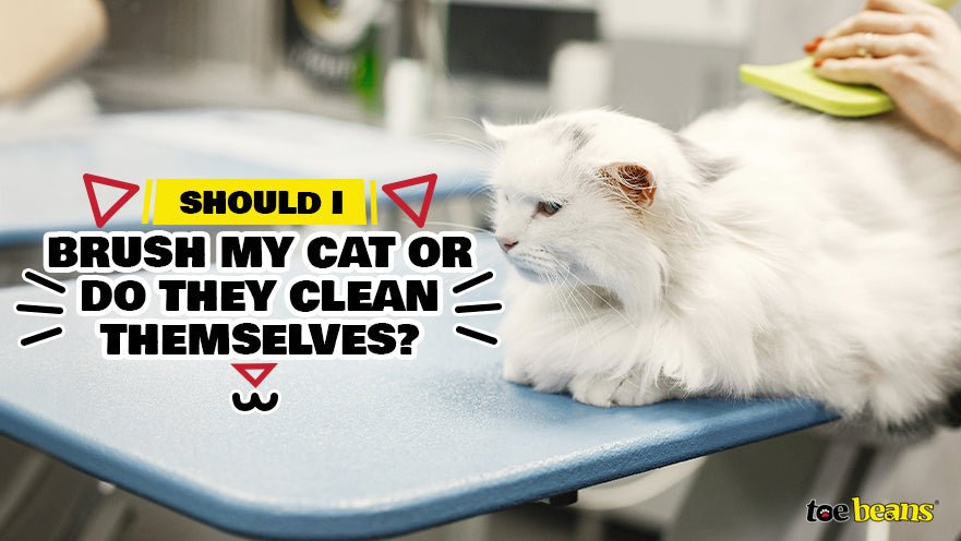 Should I Brush My Cat or Do They Clean Themselves?