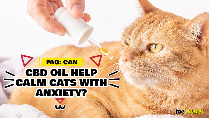 FAQ: Can CBD Oil Help Calm Cats with Situational Anxiety?