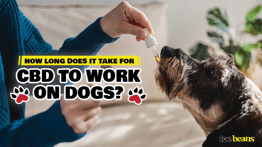 How Long Does It Take for CBD to Work on My Dogs?