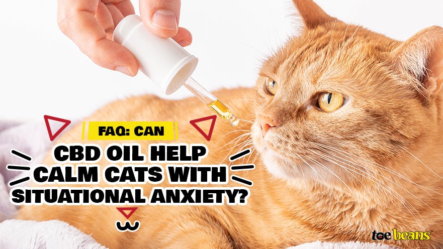 FAQ: Can CBD Oil Help Calm Cats with Situational Anxiety?