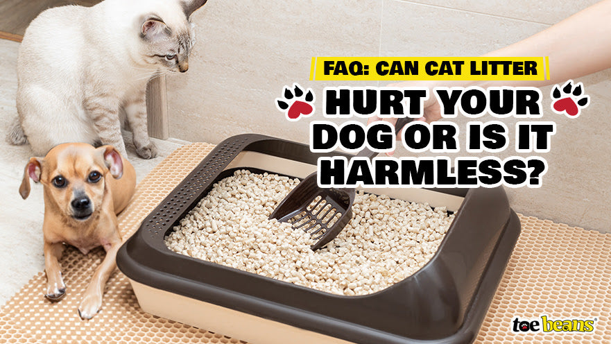 FAQ: Can Cat Litter Hurt Your Dog or Is It Harmless?