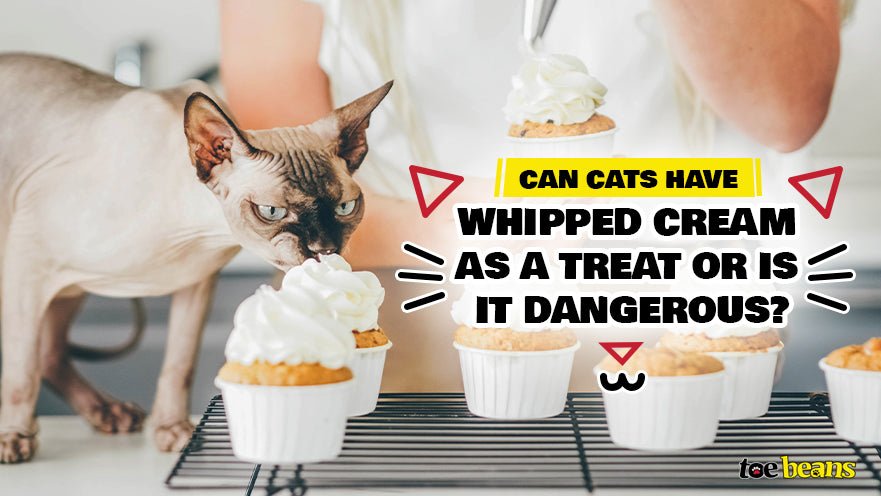 Can Cats Have Whipped Cream as a Treat or Is It Dangerous?