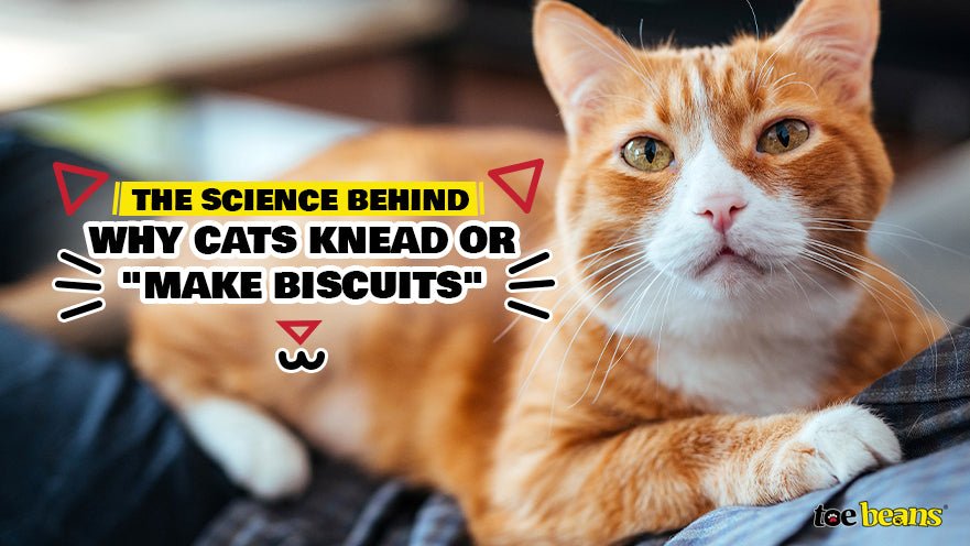 The Science Behind Why Cats Knead or Make Biscuits by toe beans