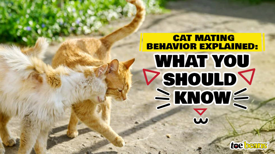 Cat Mating Behavior Explained: What You Should Know - toe beans