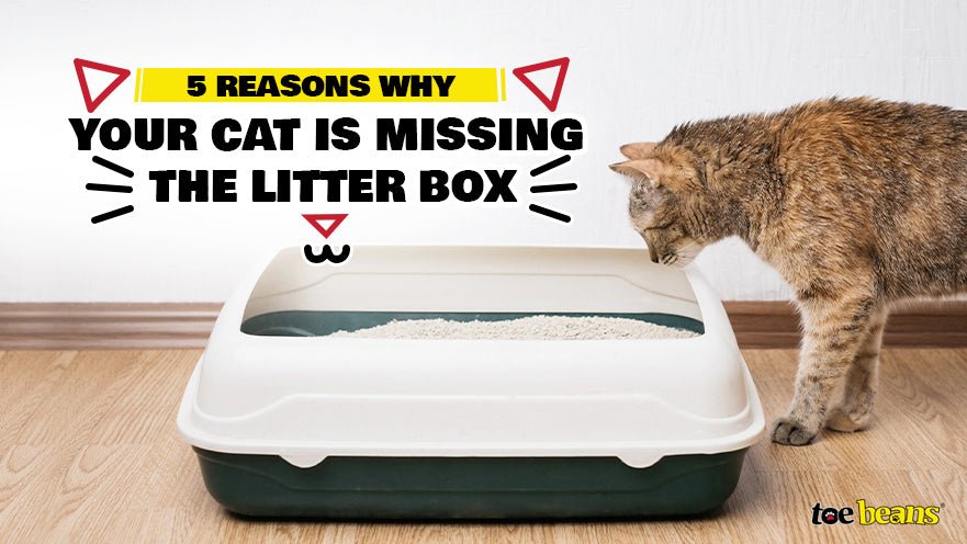 5 Reasons Why Your Cat is Missing the Litter Box