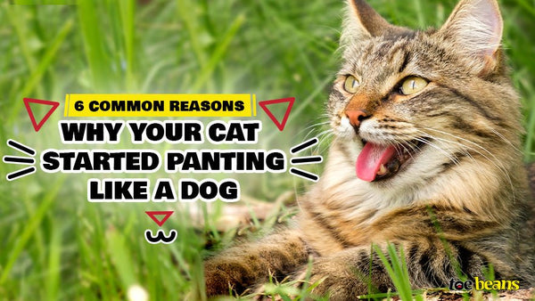 6 Common Reasons Why Your Cat Started Panting Like A Dog - Toe Beans