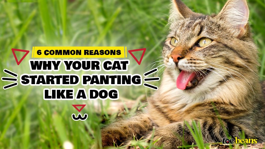 6 Common Reasons Why Your Cat Started Panting Like a Dog by toe beans