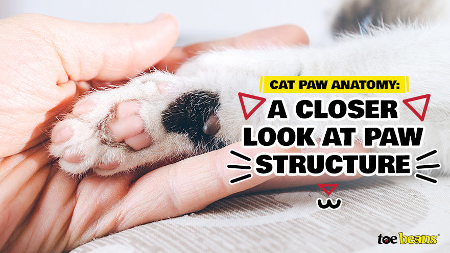 Cat Paw Anatomy: A Closer Look at Paw Structure