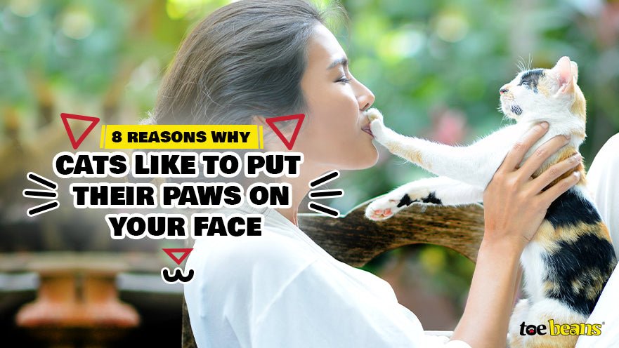 8 Reasons Why Cats Like to Put Their Paws on Your Face