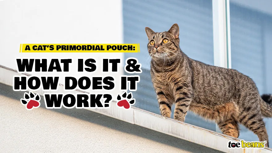 A Cat’s Primordial Pouch: What Is It and How Does It Work? by toe beans