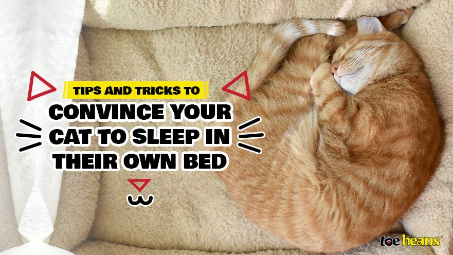 Tips and Tricks to Convince Your Cat to Sleep in Their Own Bed by toe beans