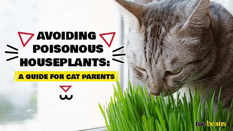 Avoiding Poisonous Houseplants: A Guide for Cat Parents