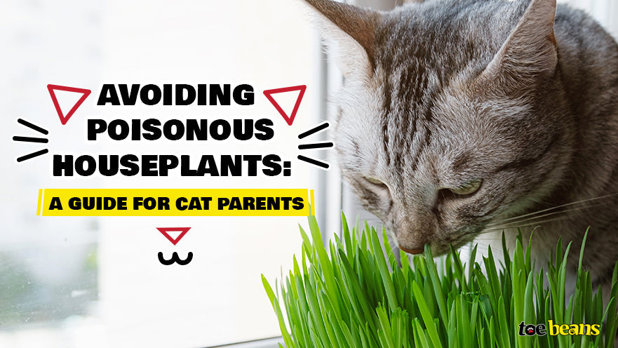 Avoiding Poisonous Houseplants: A Guide for Cat Parents by toe beans