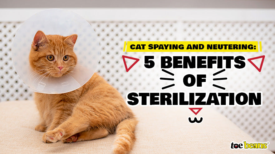 Cat Spaying and Neutering: 5 Benefits of Sterilization