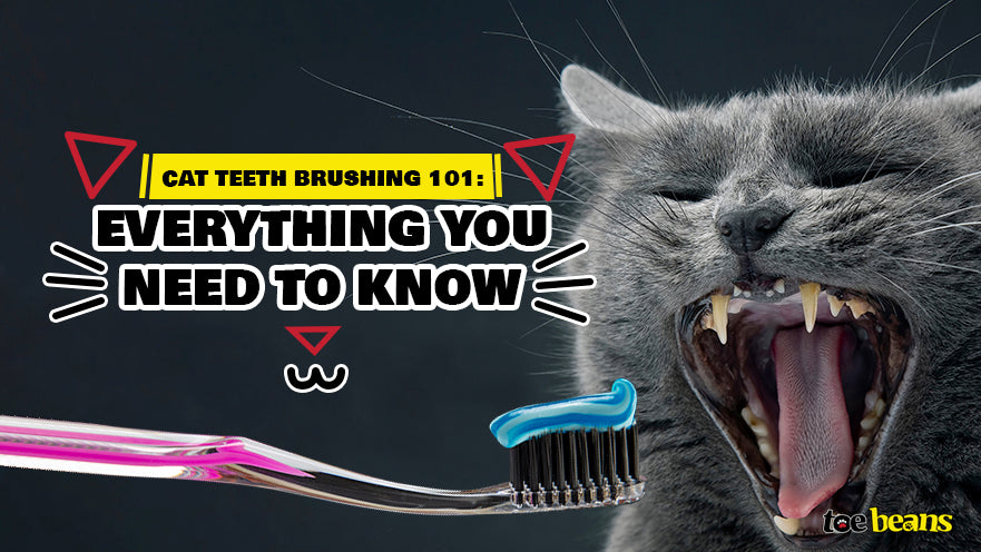 Cat Teeth Brushing 101: Everything You Need to Know