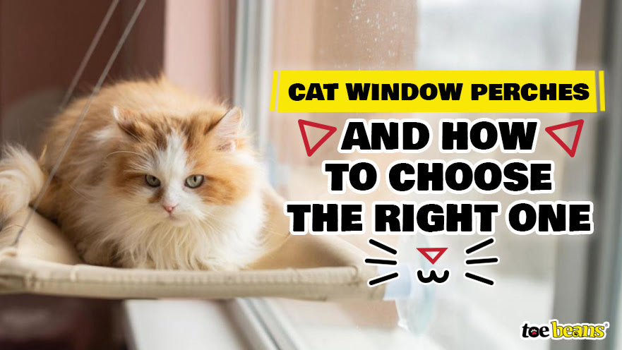 Cat Window Perches and How to Choose the Right One