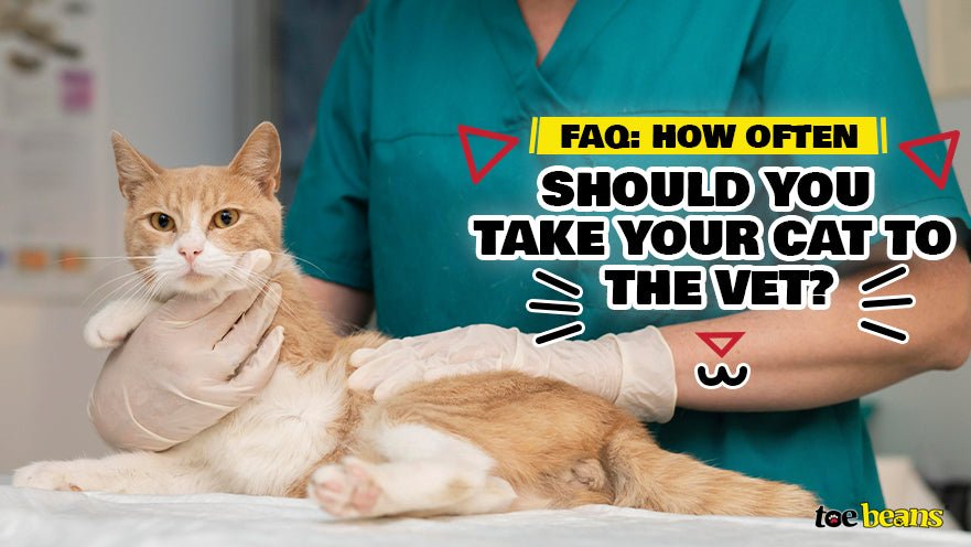 How often should you take your cat to the vet?