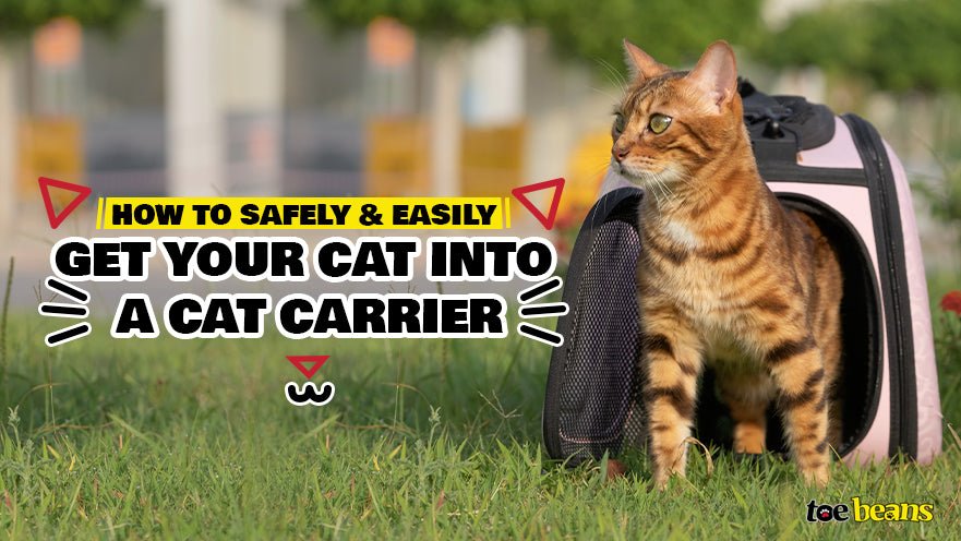 How to Safely and Easily Get Your Cat into a Cat Carrier