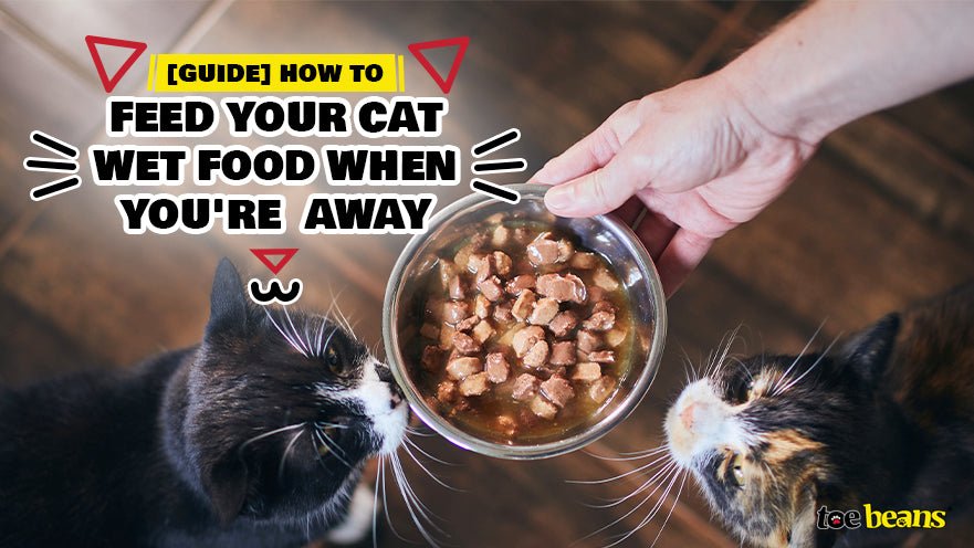[Guide] How to Feed Your Cat Wet Food When You're Away