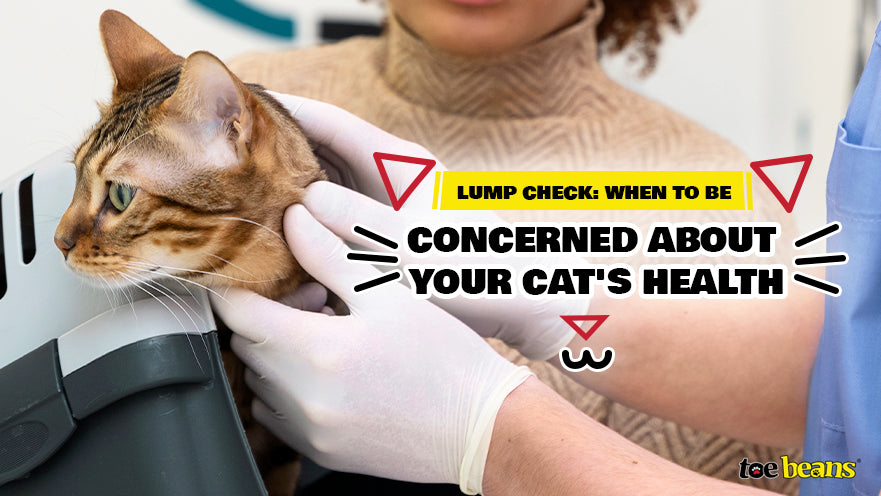 Lump Check: When to Be Concerned About Your Cat's Health - toe beans