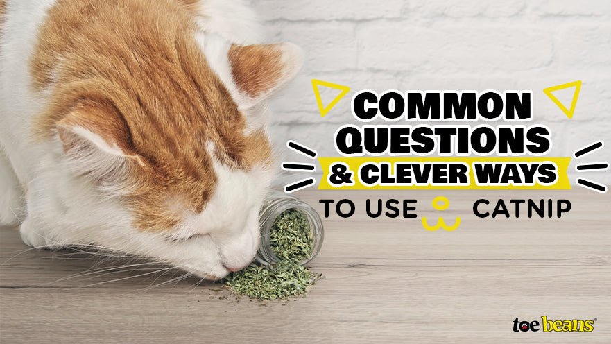 Catnip: Common Questions and Clever Ways to Use it by toe beans