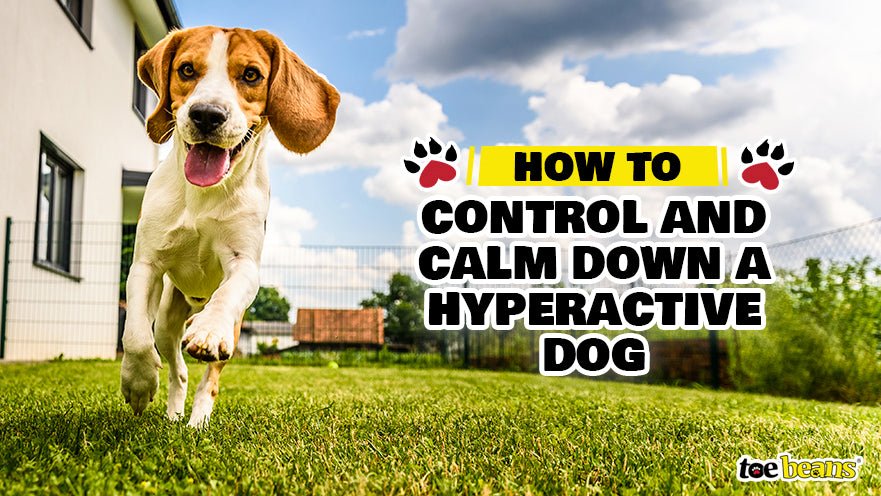 How to Control and Calm Down a Hyperactive Dog