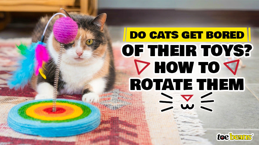Do Cats Get Bored of Their Toys? How to Rotate Them