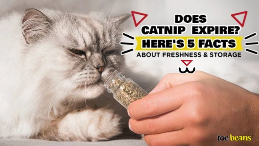 Does Catnip Expire? Here are 5 Facts About Freshness and Storage by toe beans