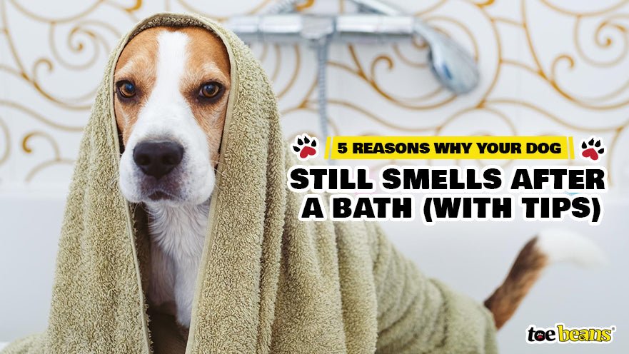 5 Reasons Why Your Dog Still Smells After a Bath (With Tips)