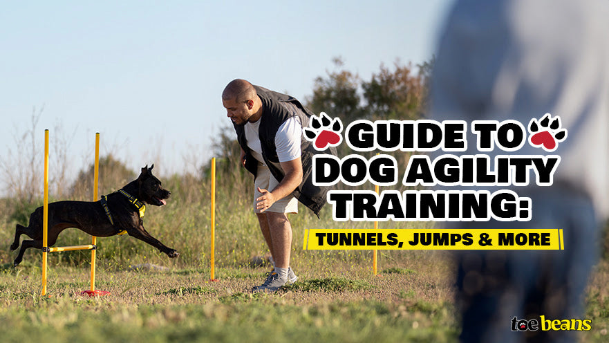 Guide to Dog Agility Training: Tunnels, Jumps & More by toe beans