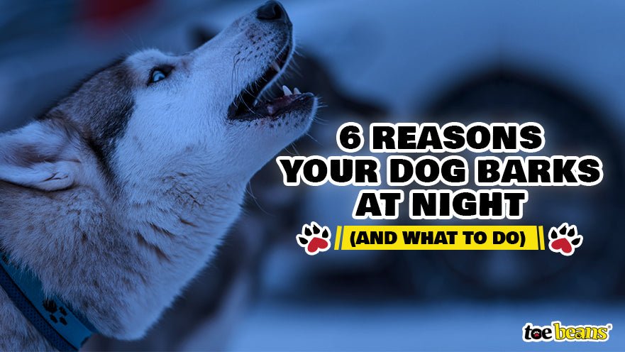 6 Reasons Your Dog Barks at Night (And What to Do)