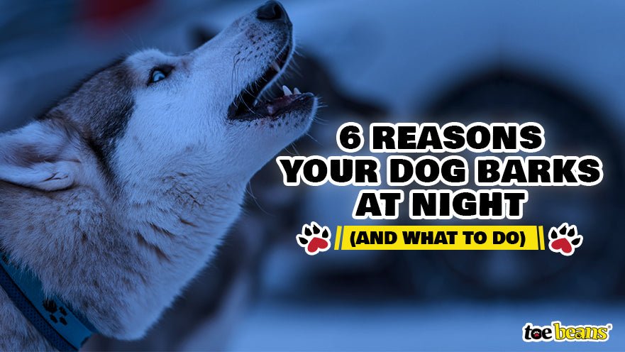 Common causes: why is my dog barking at nothing at night