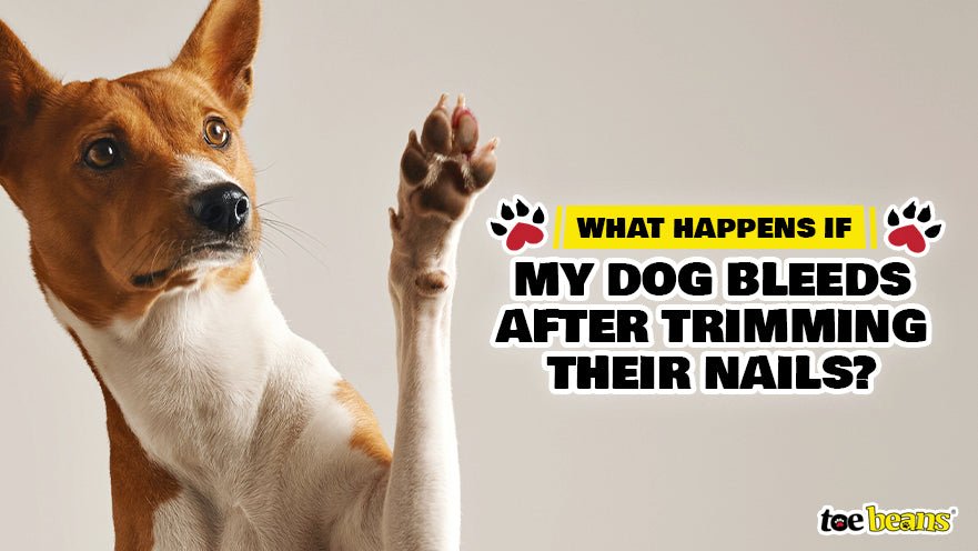 What Happens If My Dog Bleeds after Trimming Their Nails? by toe beans