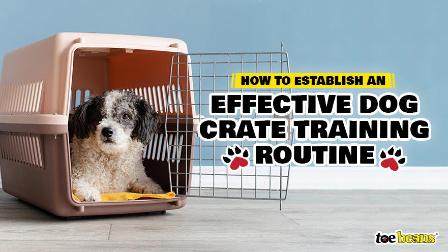 How to Establish an Effective Dog Crate Training Routine