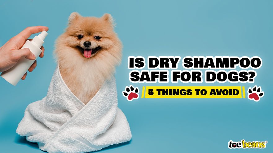 Is Dry Shampoo Safe for Dogs? 5 Things to Avoid - toe beans