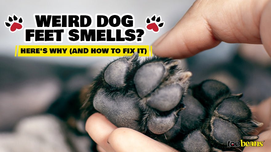 Weird Dog Feet Smells? Here's Why (and How to Fix It)